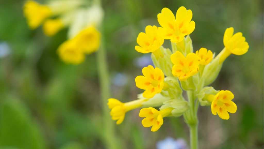 Nahaufnahme der Schlüsselblume