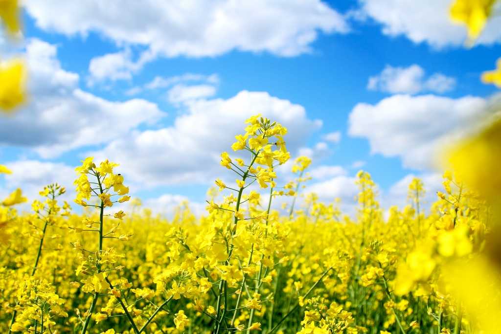 Rapsfeld ohne Schwefelmangel