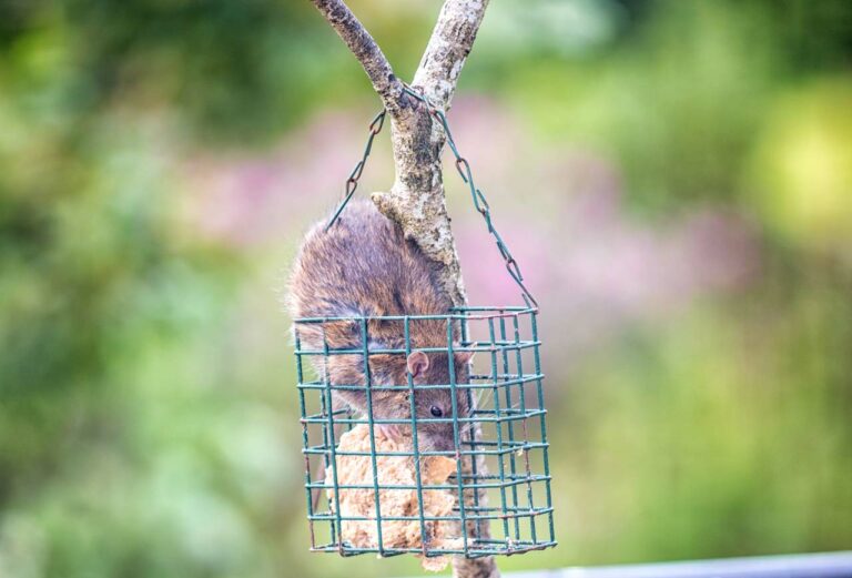 Ratten im Garten erkennen und effektiv bekämpfen Haus