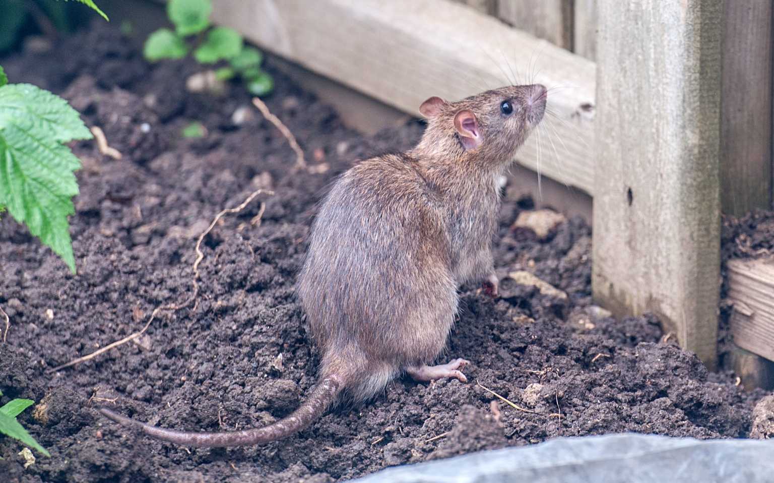 Ratten im Garten bekämpfen ohne Gift Haus & Garten Profi