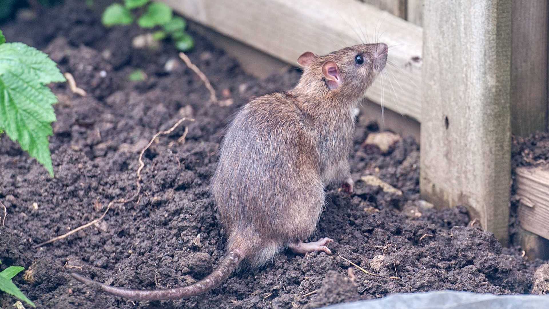 Hausmittel Gegen Ratten Im Garten