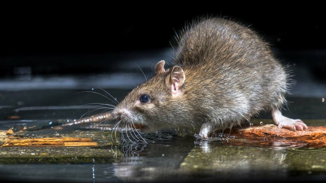 Ratten im Garten erkennen und effektiv bekämpfen Haus & Garten Profi