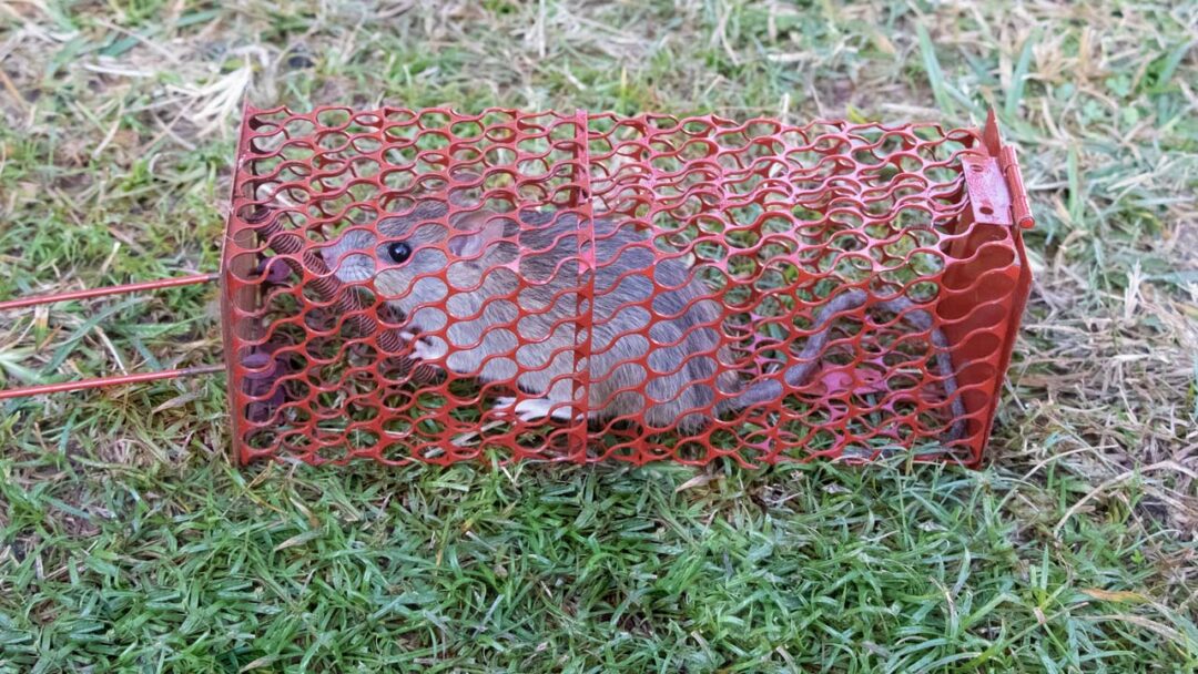 Ratten im Garten erkennen und effektiv bekämpfen Haus & Garten Profi