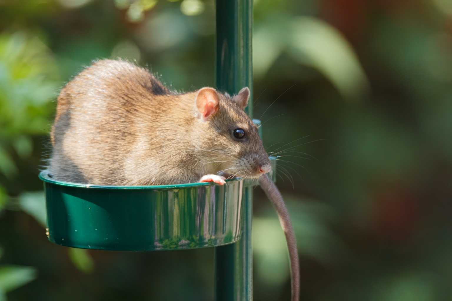 Ratten bekämpfen Preisvergleich und Tipps Haus & Garten Profi