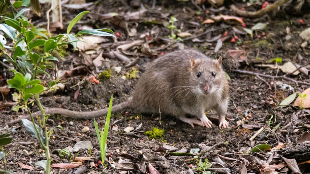 Ratten im Garten erkennen und effektiv bekämpfen Haus & Garten Profi