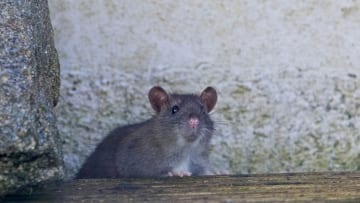 Ratten im Garten erkennen und effektiv bekämpfen Haus & Garten Profi