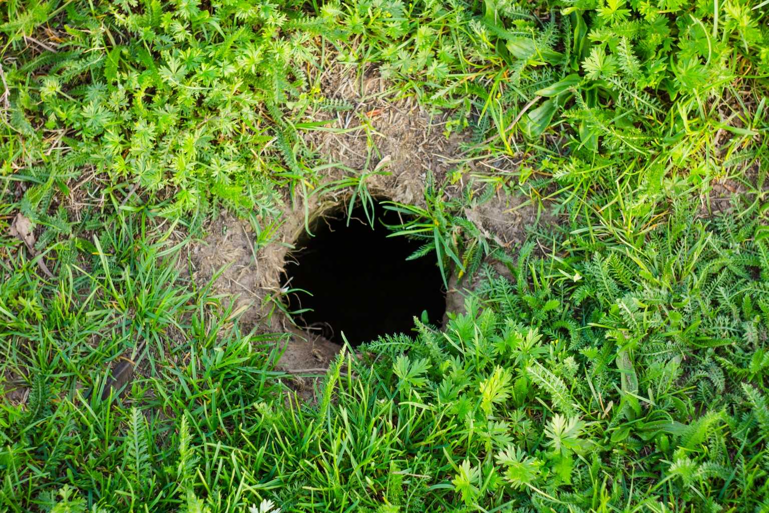 Ratten im Garten bekämpfen ohne Gift Haus & Garten Profi