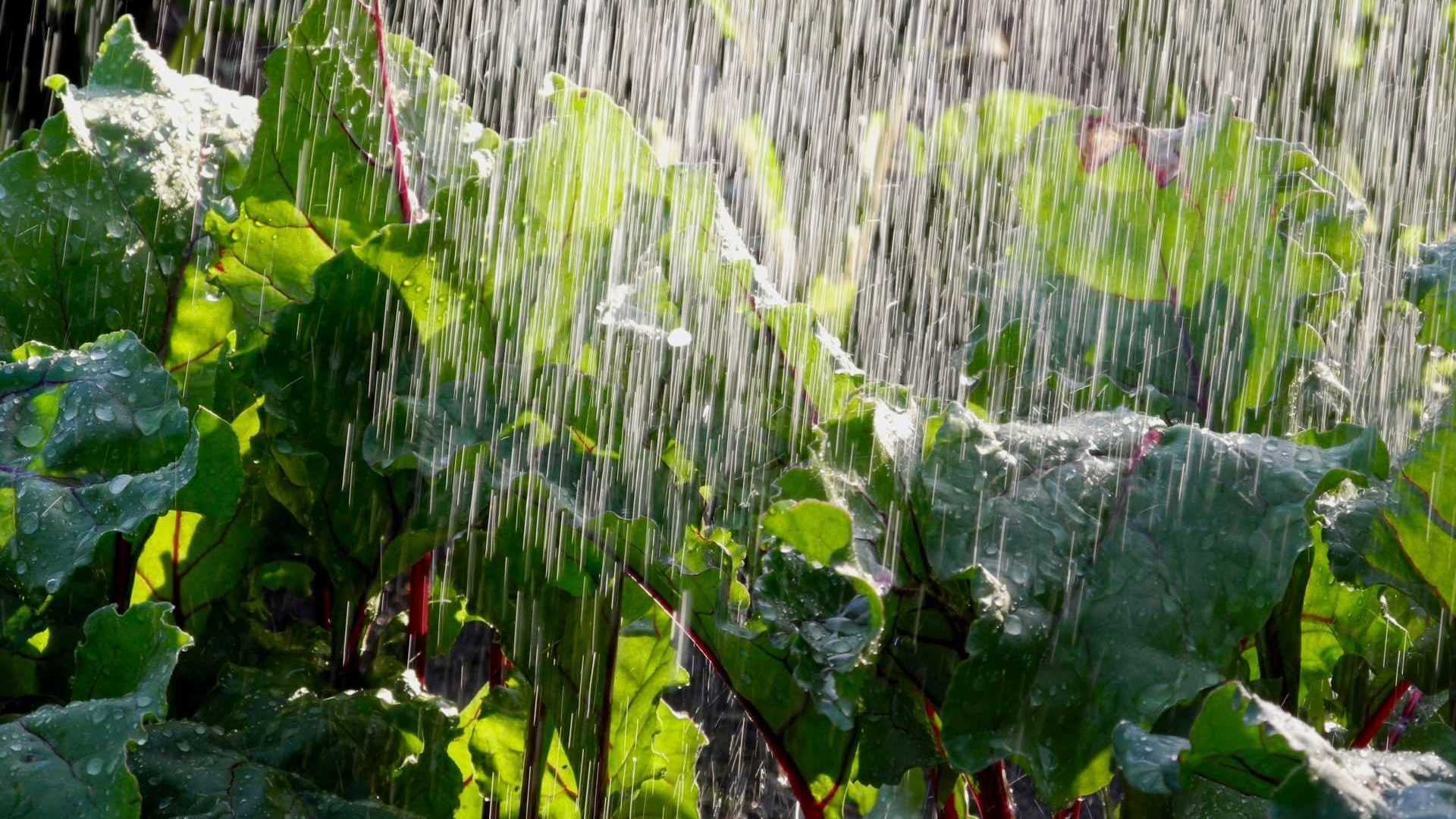 Regenschauer im Hochsommer