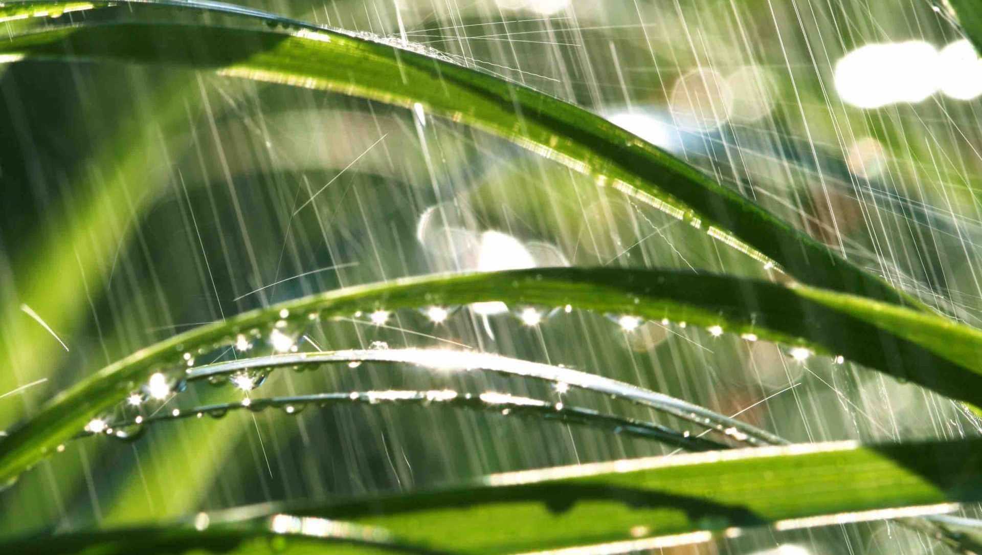 Rasen düngen ohne regen: Geht das?