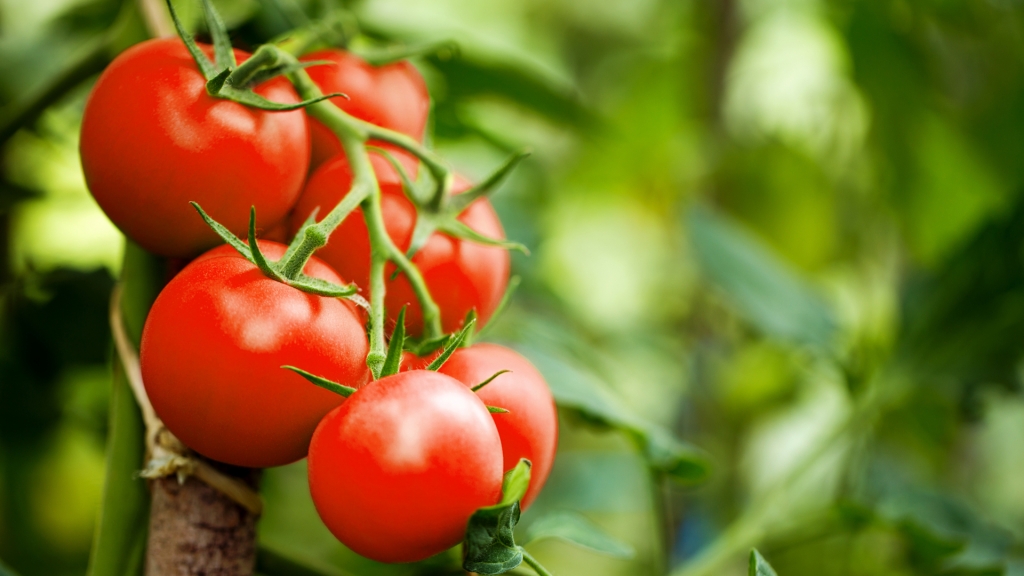 Tomaten im Gewächshaus anbauen - Schritt für Schritt erklärt