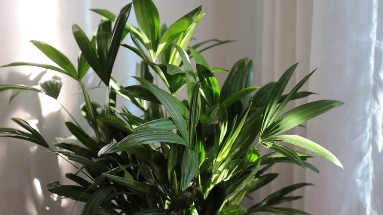 Zimmerpflanzen 15 schnellwachsende Arten Haus & Garten Profi