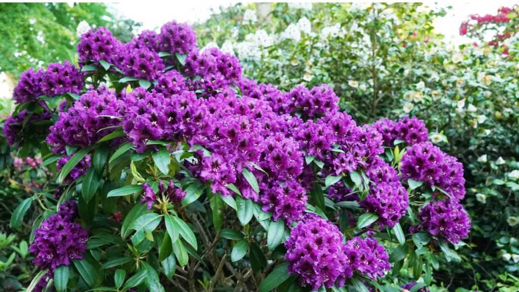 Rhododendron Hecke mit lila farbigen Blüten