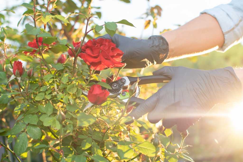 Mann schneidet rote Rosen und zeigt Fehler Rosenschnitt