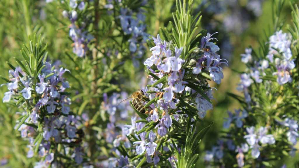 Wahre Feinschmecker und Gartenliebhaber bauen sich den Rosmarin ganz einfach selbst an.