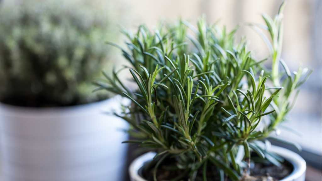 Die hübschen Rosmarinbüsche gibt es in allen Größen in Gartencentern und Baumschulen zu kaufen.