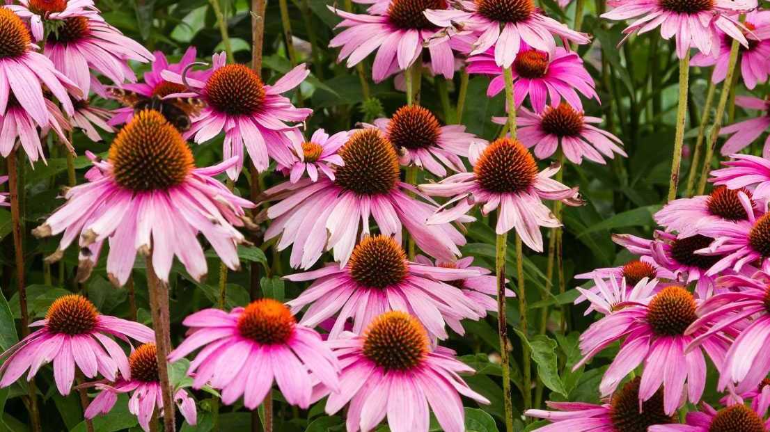 Pink blühender Sonnenhut.