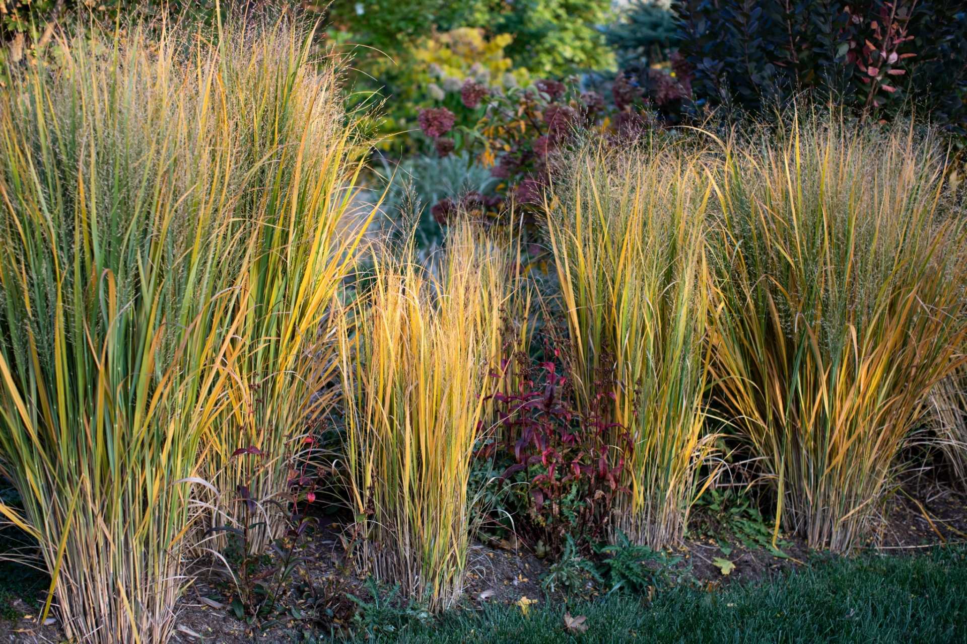 21 Ziergräser für den Garten Haus & Garten Profi