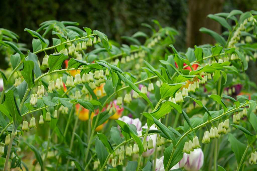 15 Pflanzen für trockene Böden und heiße Sommer Haus & Garten Profi