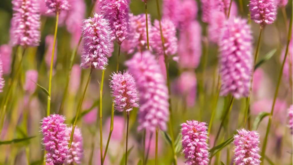 Nahaufnahme der Blüte des Schlangenknöterich