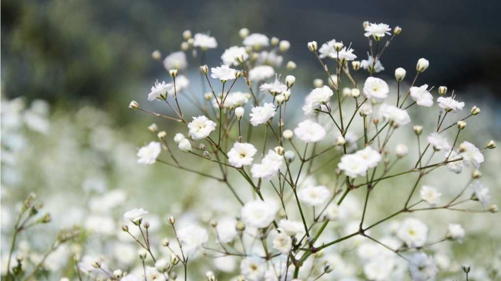 Nahaufnahme der weißen Blüten des Schleierkrauts