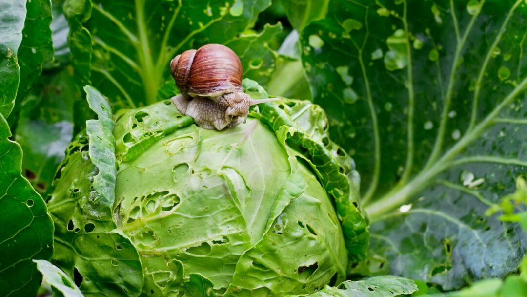 Was fressen Schnecken? Tipps zum Umgang mit den Gartenbewohnern