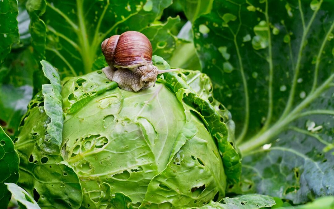 Was fressen Schnecken? Tipps zum Umgang mit den gefräßigen Gartenbewohnern
