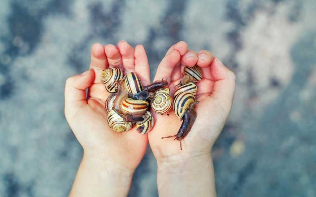 Die besten Hausmittel gegen Plagegeister im Garten