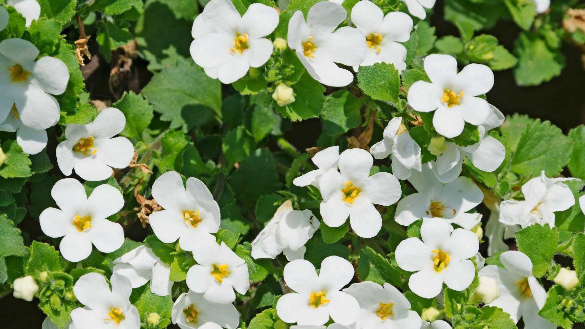 Schneeflockenblume
