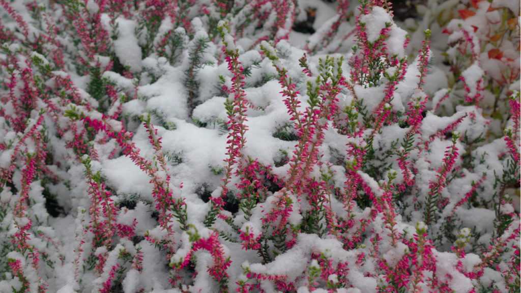 Schneeheide mit Schnee bedeckt