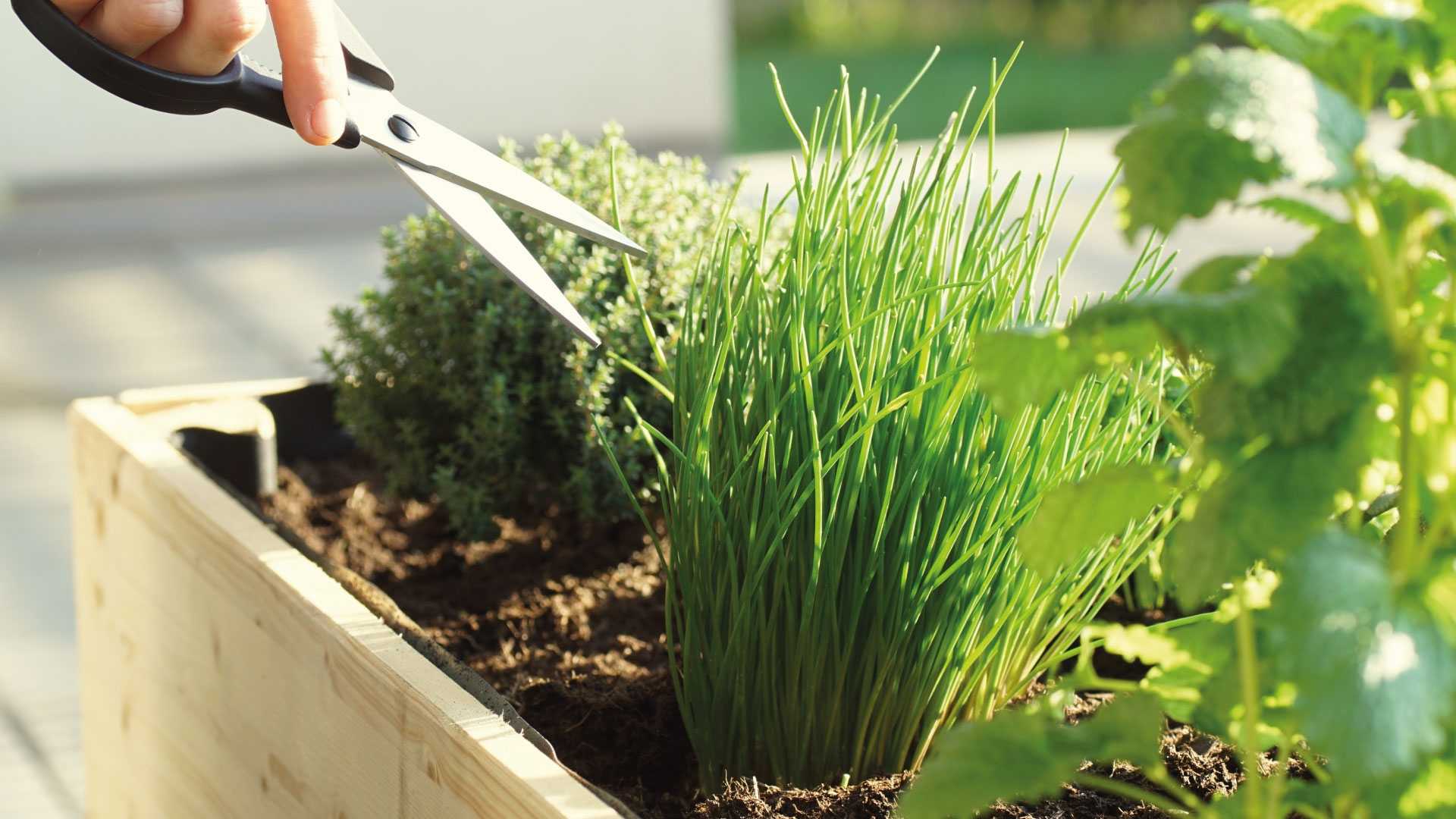 Die 20 schönsten Nutzpflanzen für Ihren Balkon Haus & Garten Profi