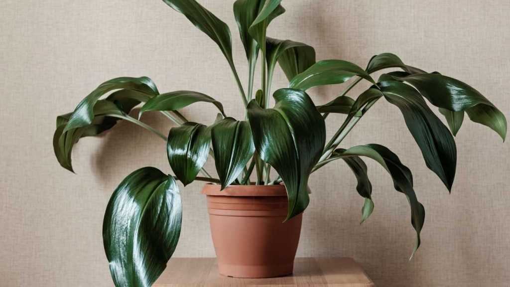 Schusterpalme im Topf.
