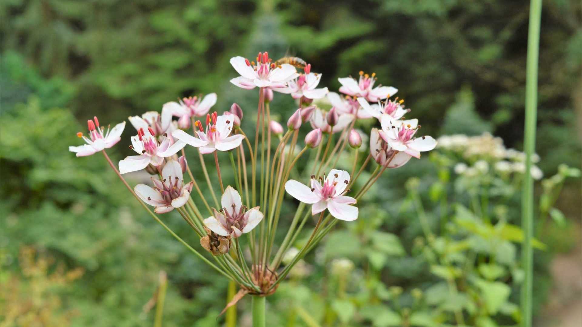Schwanenblume