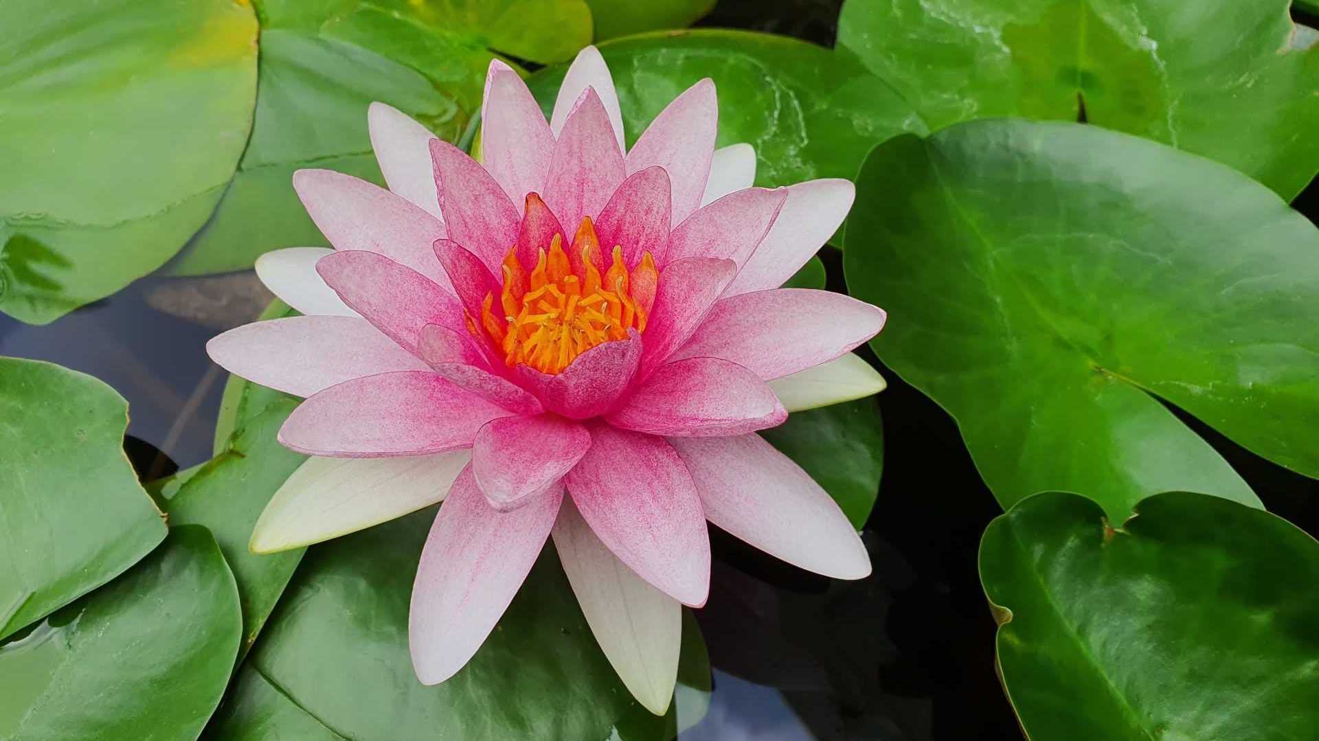 Seerose
