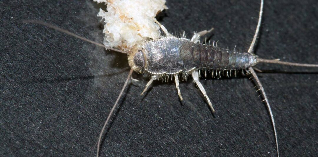 Silberfische bekämpfen So werden Sie die Silberfischchen wieder los