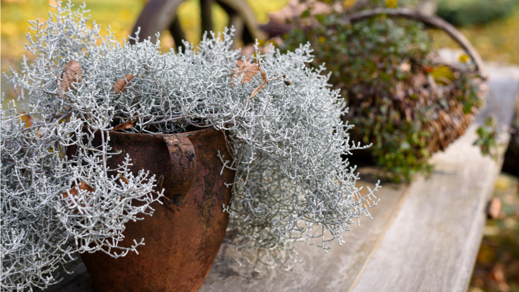 Balkon den winterpflanzen für Herbst: Pflanzen