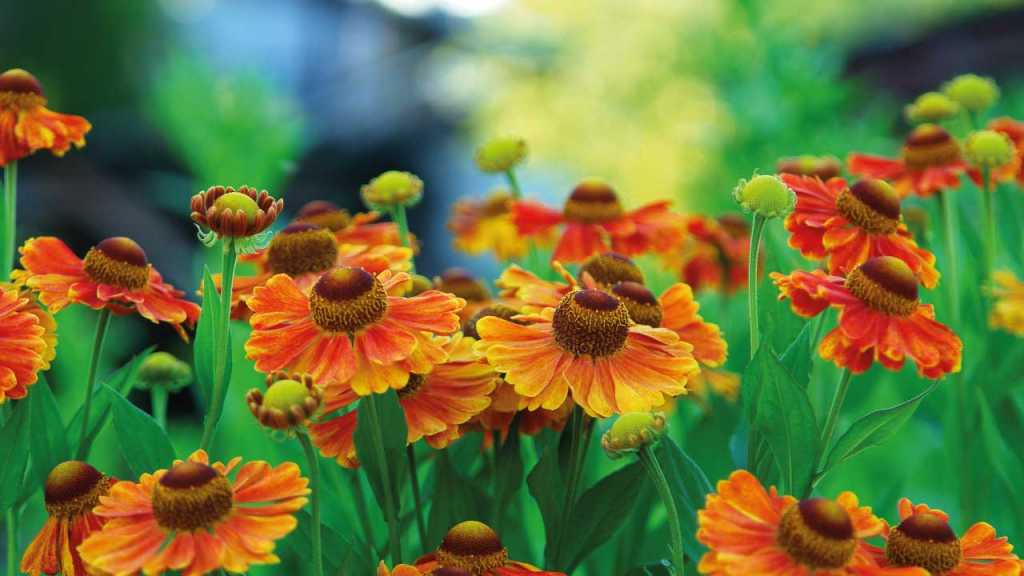 13 bienenfreundliche und winterharte Pflanzen für Ihren Garten