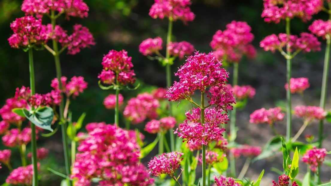 Haus und Garten Profi Das Magazin für Hobbygärtner und Heimwerker