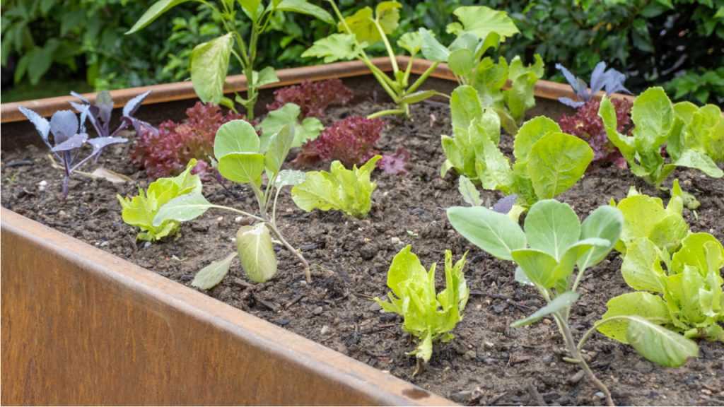 Blumenbeet umfasst von Stahlumrandung