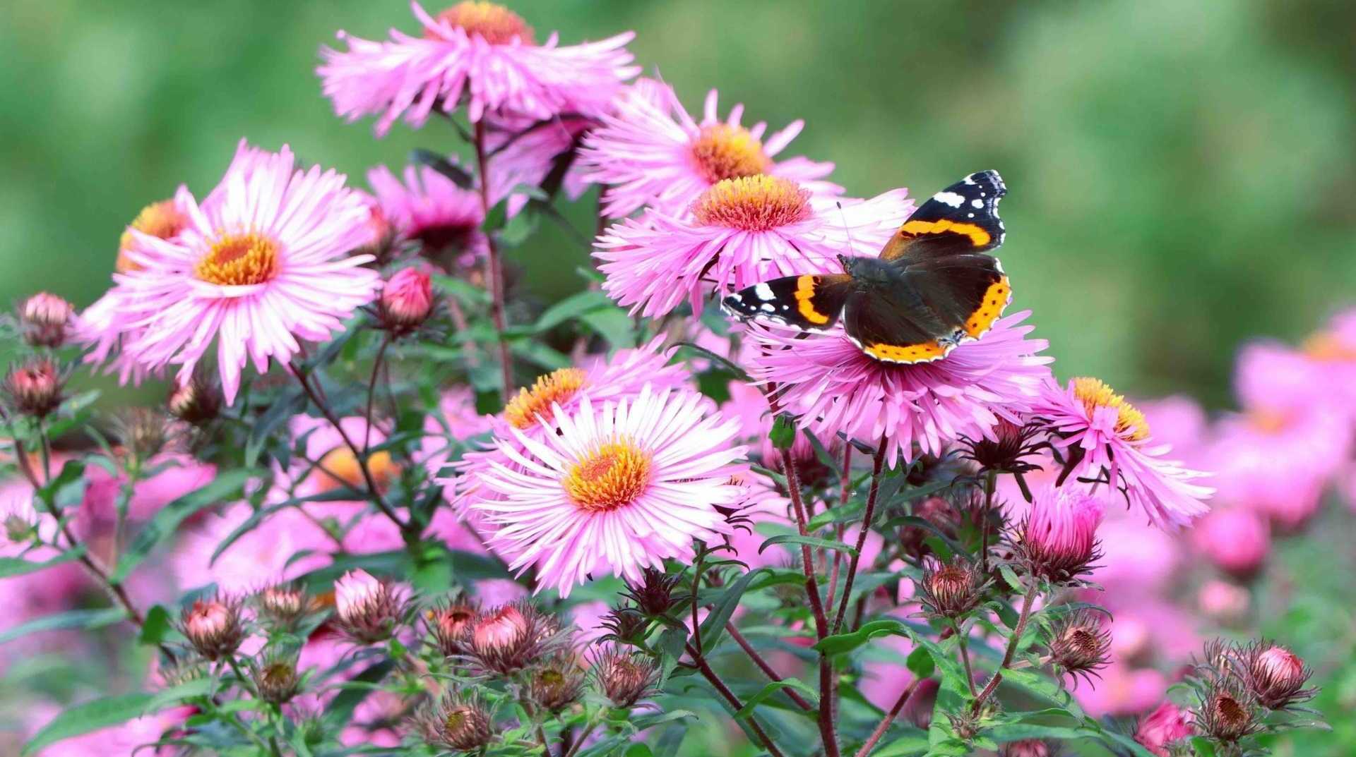 Staude mit Schmetterling