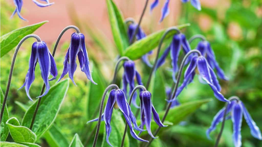 Blüte vom Staudenclematis