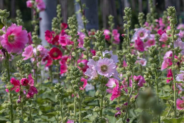 18 bienenfreundliche Stauden für Garten, Terrasse und Balkon