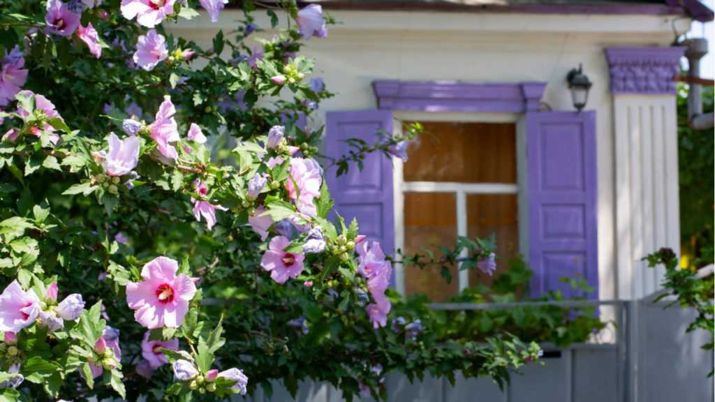 Hibiskus, im Hintergrund ein Haus