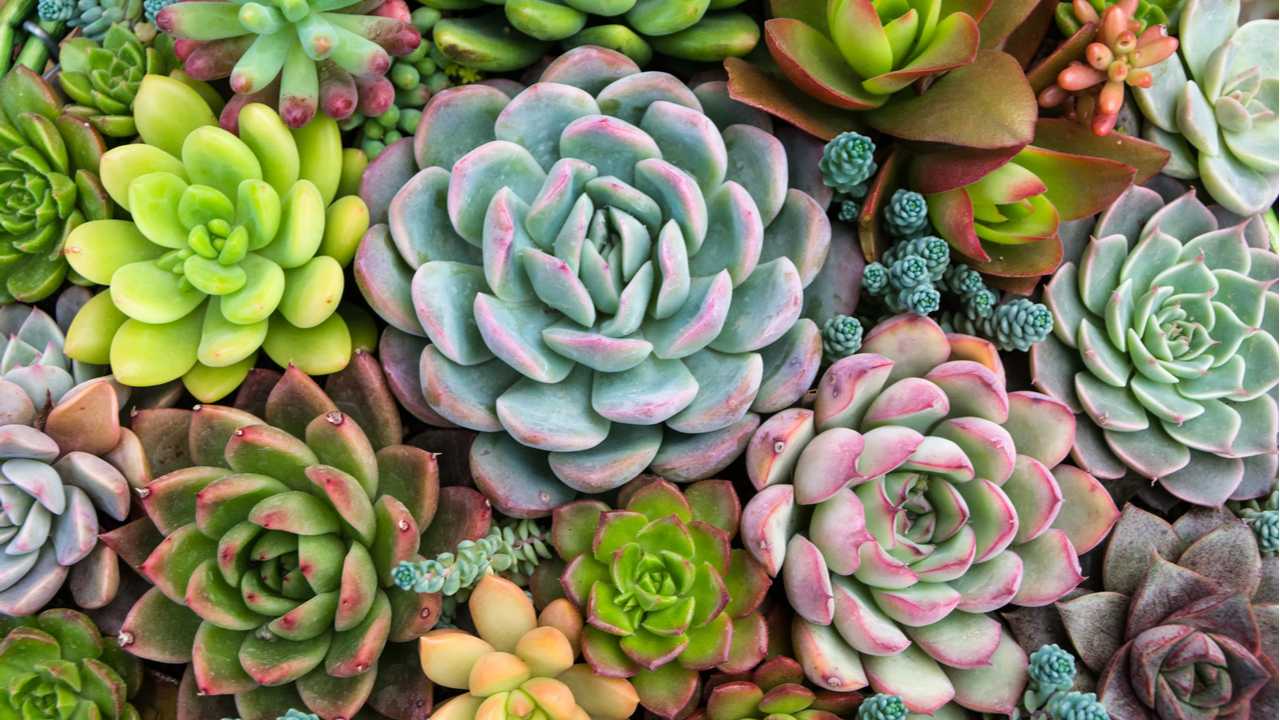 15 Sukkulenten Arten, die Sie garantiert noch nicht kennen