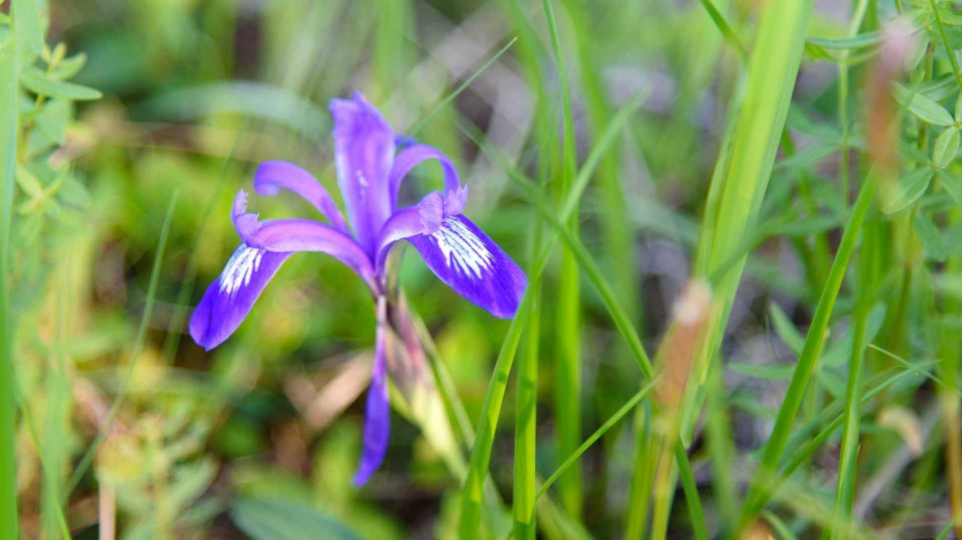 Iris