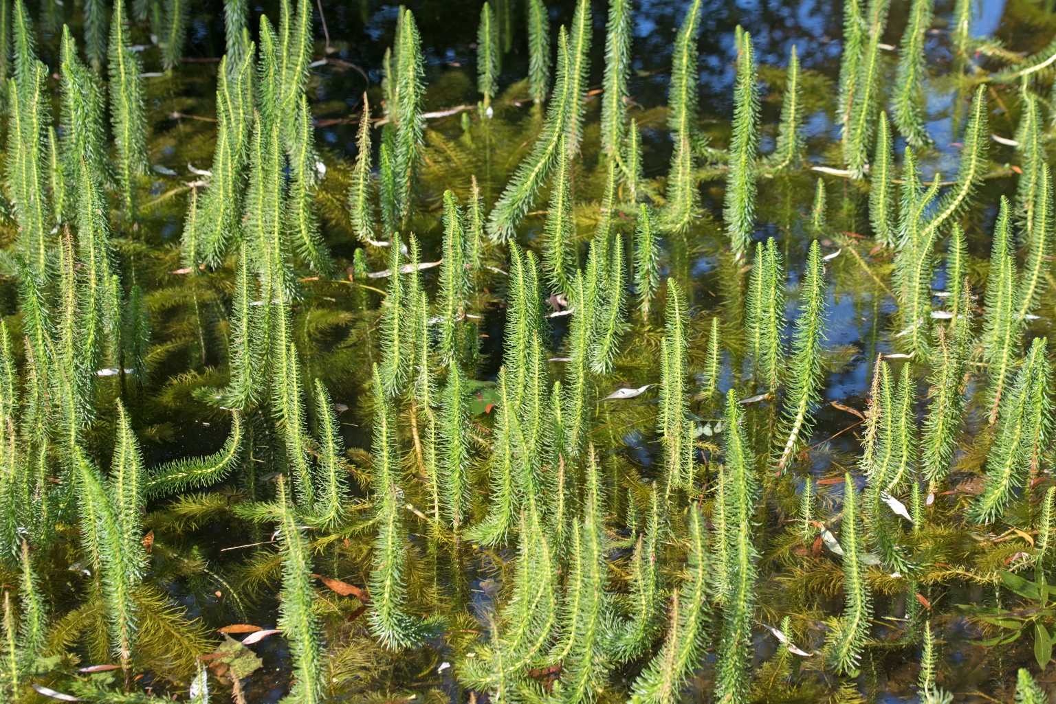 16 Wasserpflanzen gegen Algen für einen sauberen Teich