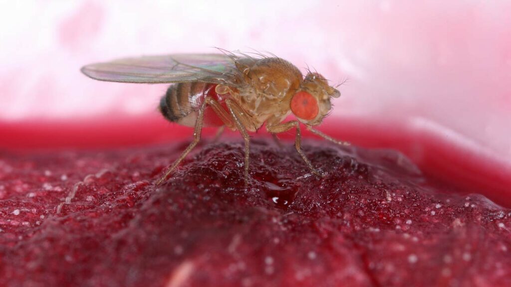 Was Sind Hilfreiche Hausmittel Gegen Fliegen Im Haus