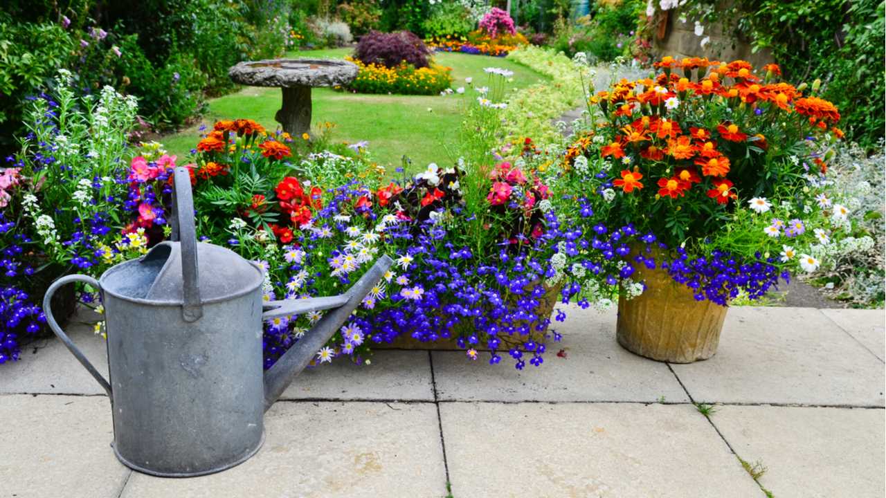 20 Terrassenpflanzen - Bunte Vielfalt im Garten - Haus ...