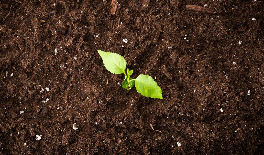 Terra Preta – der hochwirksame Boden für Ihren Garten