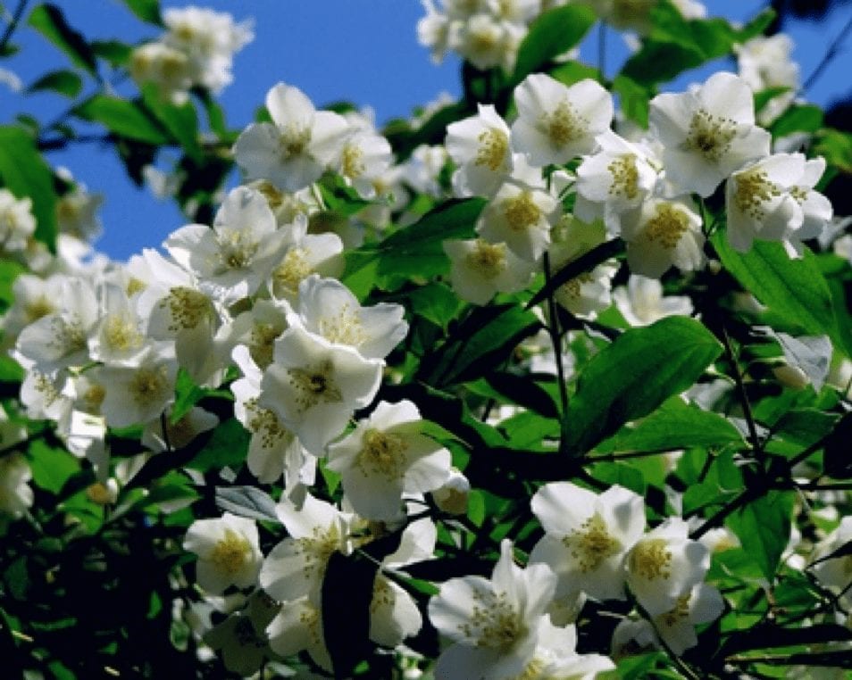 46+ Jasmin Strauch Bienen, Besonders gärtner, die für eine