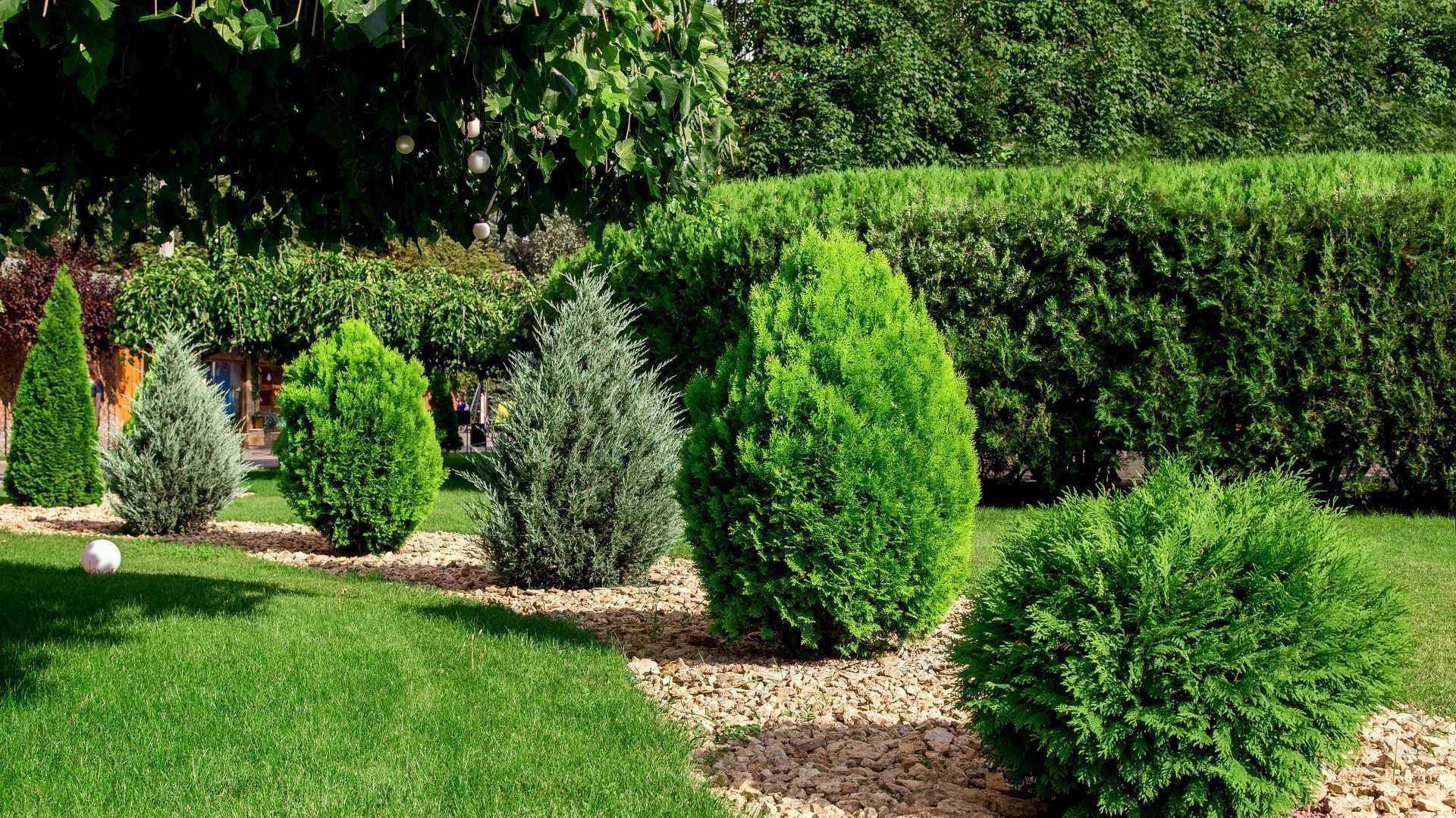 Thuja Sträucher